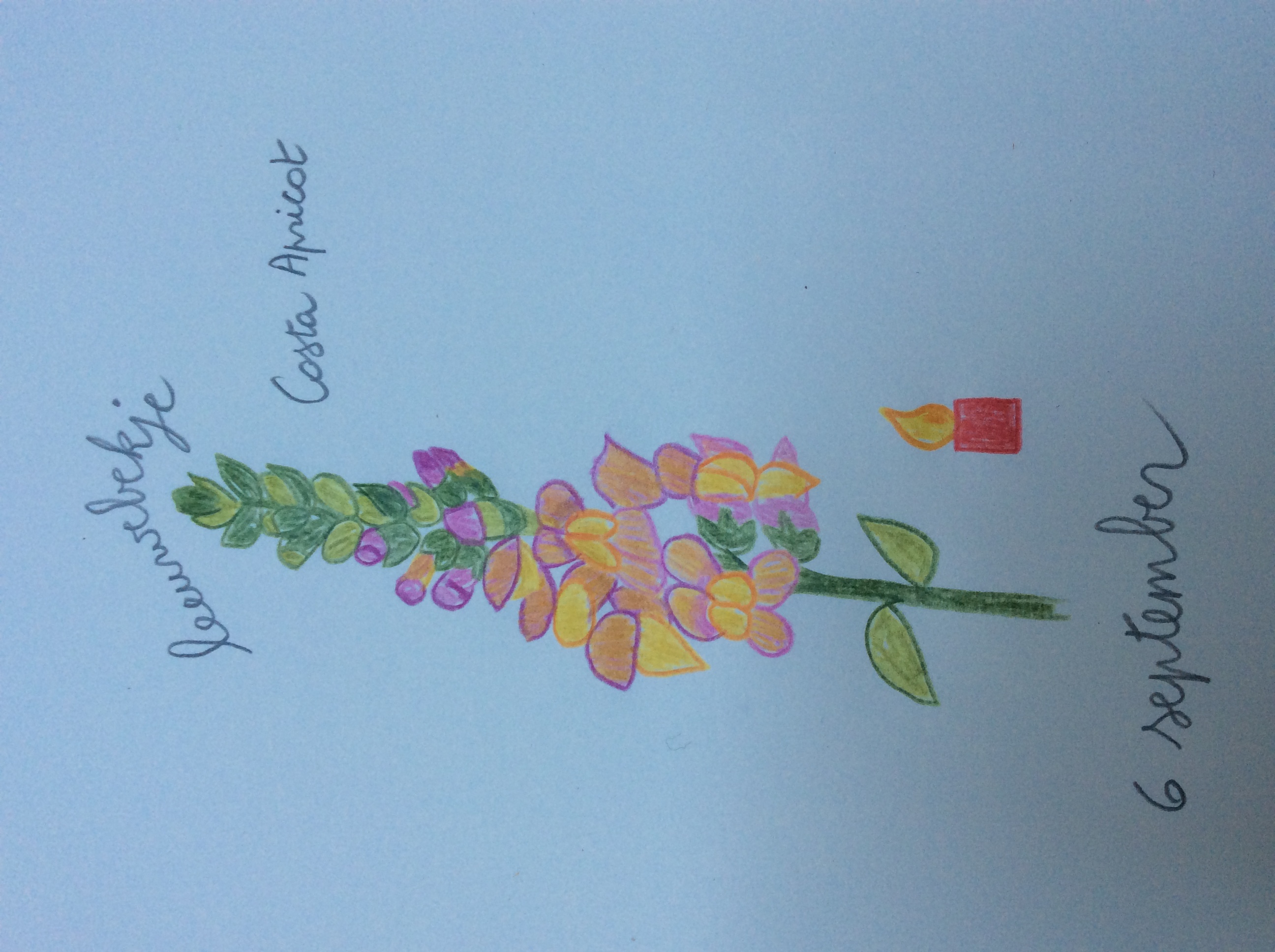bloem